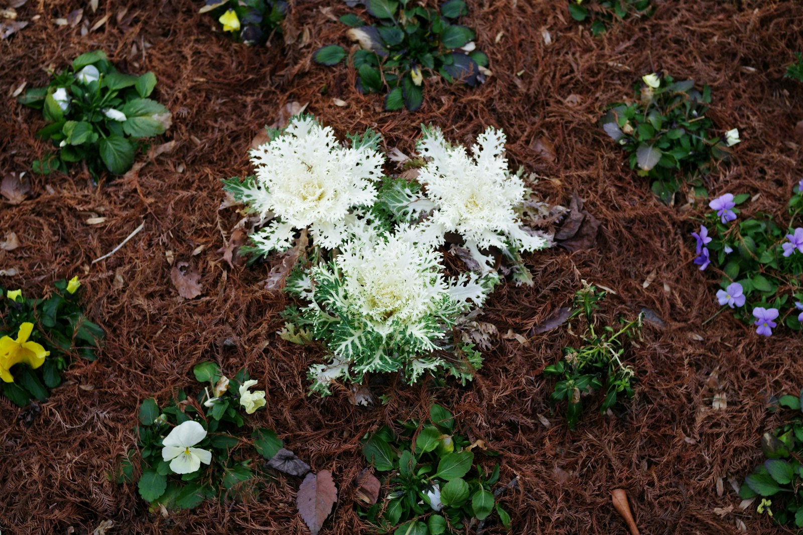 Front-yard bed mulched in dark hardwood with shaped shrubs and seasonal annuals.