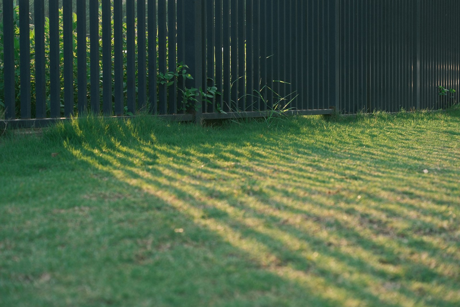 Late-afternoon sun raking across a freshly mowed lawn beside a wooden fence.